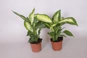 Dieffenbachia Mix in 6cm Pot image