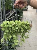 Dischidia 'Geri' on Hanger with Coco Coir image