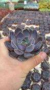 Echeveria 'Joost' 5.5cm Pot image