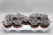 Echeveria 'Neon Breakers' 10.5cm Pot