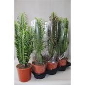 Euphorbia 'Desert' Mix 17cm Pot image