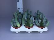 Euphorbia resinifera 11cm Pot image
