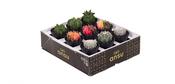 Gymnocalycium Exclusive Mix in 7.5cm Pot image