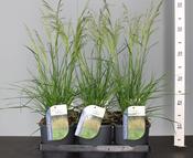 Deschampsia cespitosa 'Goldtau' (Tufted Hair Grass) 2 Litre Pot image
