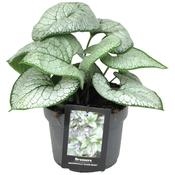 Brunnera 'Silver Heart' (Siberian Bugloss) 3L Pot image