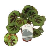 Begonia masoniana (Iron Cross Begonia) in 12cm Pot