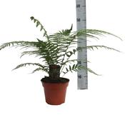 Dicksonia antarctica (Tree Fern) 17cm Pot image