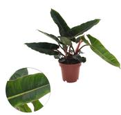 Philodendron billietiae 12cm Pot image