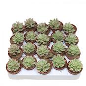 Sedum rubrotinctum Variegata (Variegated) 5.5cm Pot image