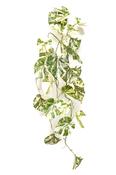 Artificial Scindapsus hanging bush green/white 90cm image