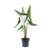 Alocasia tigrina 17cm Pot image