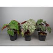 Begonia 'Moon' Mix 17cm Pot image