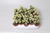 Crassula perforata Variegata 5.5cm Pot image