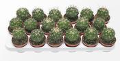 Echinofossulocactus / Stenocactus multicostatus 8.5cm Pot image