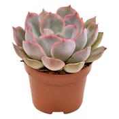 Echeveria 'Summer' 6cm Pot image