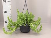 Monadenium / Euphorbia ellenbeckii 14cm Pot image