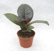 Ficus elastics 'Melany' (Rubber Plant) in 6cm Pot image