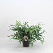 Phlebodium aureum 'Blue Star' (Golden Polypody) in 17cm Pot