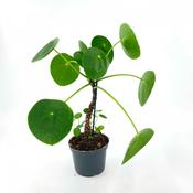 Pilea peperomioides (Chinese Money Plant) in 12cm Pot On Stem image