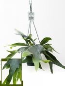 Platycerium alcicorne (Staghorn Fern) 14cm Hanging Pot image