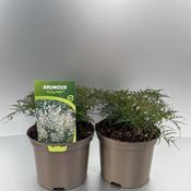 Aruncus 'Fairy Hair'  2 Litre Pot image
