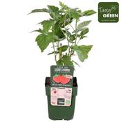 Rubus idaeus 'Twotimer Sugana Red' (Raspberry) 13cm Pot image