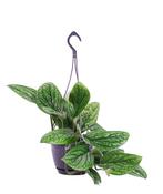 Epipremnum pinnatum (Scindapsus) 'Marble Planet' in 15cm Hanging Pot image