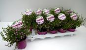 Boronia crenulata 'Pink Pearl' 11cm Pot image