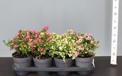 Pernettya / Gaultheria Mix 14cm Pot image