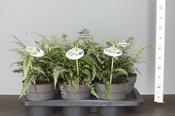 Athyrium niponicum var. pictum 'Silver Falls' (Painted Lady Fern) 2 Litre Pot image
