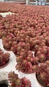 Sedum rubrotinctum 'Aurora' 8.5cm Pot image