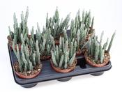 Senecio / Kleinia stapeliiformis (Pickle Plant) 10.5cm Pot image
