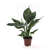 Spathiphyllum 'Diamond' (Variegated Peace Lily) in 12cm Pot