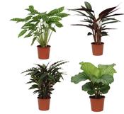 Calathea Mix in 17cm Pot image