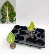 Alocasia macrorrhizos 'New Guinea Gold' 6cm Pot image