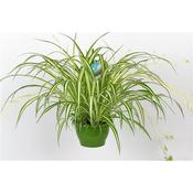 Chlorophytum comosum 'Vittatum' (Spider Plant) 21cm Hanging Basket Pot image