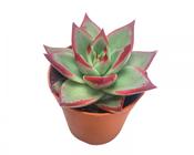 Echeveria 'Dark Line' 5.5cm Pot