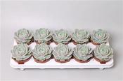 Echeveria 'Lola' 8.5cm Pot image