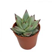 Echeveria 'Sirius' 5.5cm Pot image