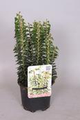 Hedera helix 'Erecta' 13cm Pot image