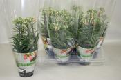 Kalanchoe blossfeldiana (Flaming Katy) 'Lucky Bells' in 14m Pot image