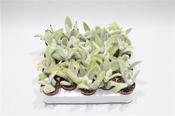 Kalanchoe vilosa 5cm Pot image
