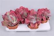 Kalanchoe thyrsiflora variegata (Variegated Paddle Plant) Red in 17cm Pot image