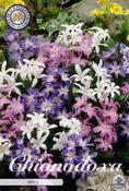 Chionodoxa Mix Bulbs 20 Pack image