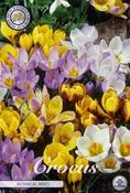 Crocus 'Botanical Mix' Bulbs 20 Pack