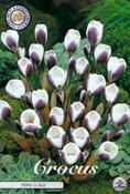 Crocus 'Prins Claus' Bulbs 10 Pack