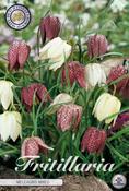 Fritillaria meleagris Mix (Snake's Head Fritillary) Bulbs 15 Pack image