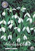 Galanthus elwesii (Giant Snowdrop) Bulbs 10 Pack image