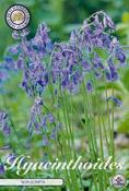 Hyacinthoides non-scripta (English Bluebell) Bulbs 10 Pack