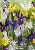 Iris hollandica (Dutch Iris) Mix Bulbs 15 Pack